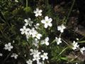 Arenaria balearica